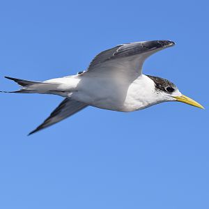 Greater Crested Tern