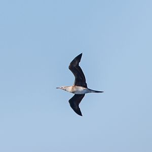 Red-footed Booby