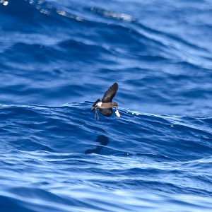 Wilson's Storm-Petrel