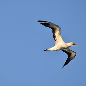 Australasian Gannet