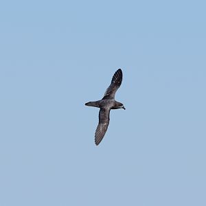 Providence Petrel
