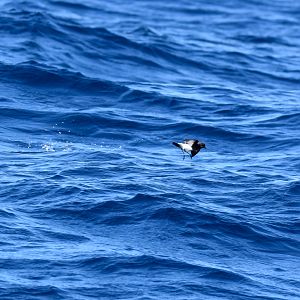 Black-bellied Storm-Petrel