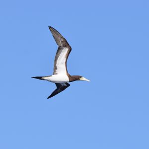 Brown Booby