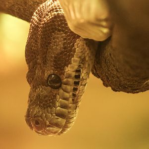 Bredl's python : Cotswold WP : 01 Jun 2024