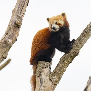 Red panda : Cotswold WP : 01 Jun 2024