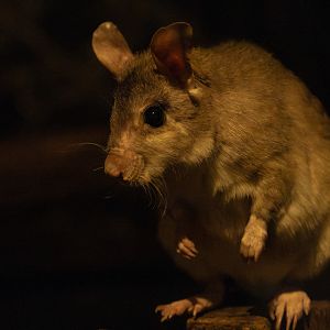 Malagasy giant rat : Cotswold WP : 01 Jun 2024