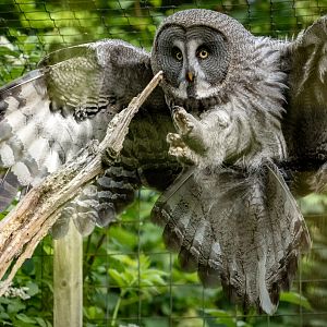 Great grey owl : Cotswold WP : 01 Jun 2024