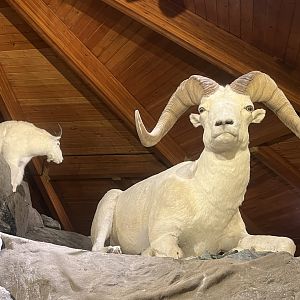 Dall Sheep