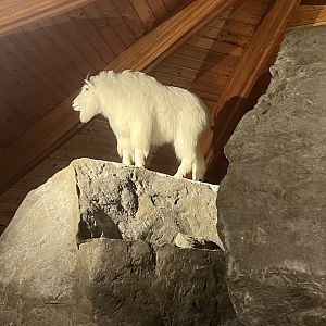 Mountain Goat