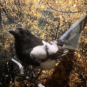 Black-billed Magpie
