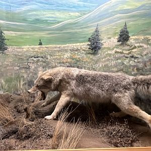 Coyote and Ground Squirrel