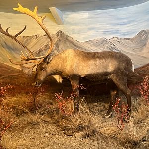 Caribou