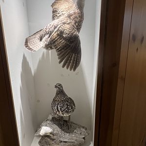 Ruffed and Spruce Grouse