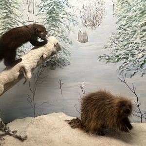 Fisher and Porcupine