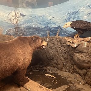 Brown Bear and Bald Eagle