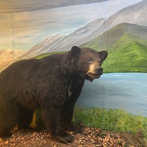 Black Bear