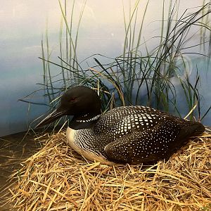 Common Loon