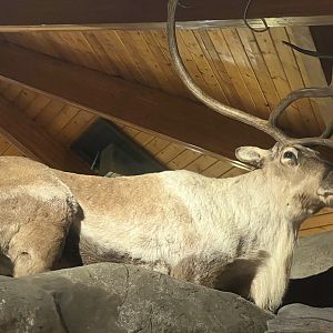 Caribou