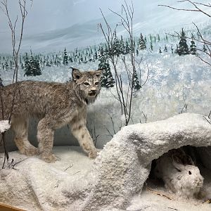 Canada Lynx and Snowshoe Hare