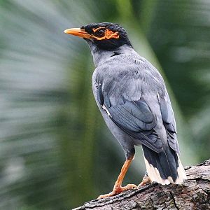 Bank Myna (Acridotheres ginginianus)