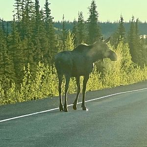 Moose - Alaska