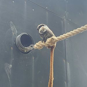 Emperor Tamarin Venturing Outside