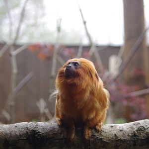 Golden Lion Tamarin- 11/4/2024