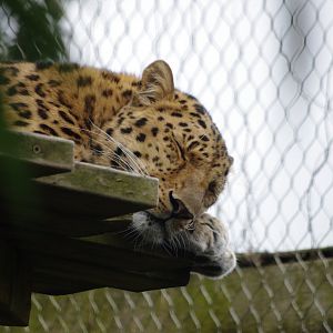 Amur Leopard- Esra (f)- 11/4/2024