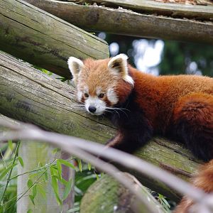 Red Panda- 11/4/2024