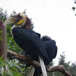 Wreathed Hornbill pair- 11/4/2024