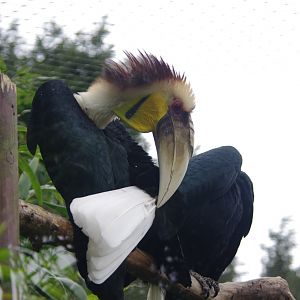Wreathed Hornbill pair- 11/4/2024