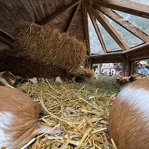Inside the Guinea Pig Enclosure at Wildpark Poing