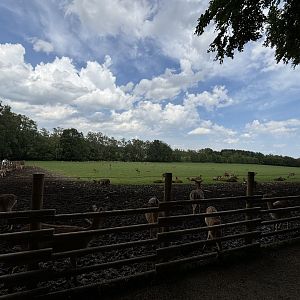 Fallow Deer and Feral Sheep Pasture at Wildpark Poing