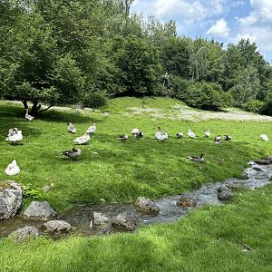 Waterfowl Enclosure at Wildpark Poing