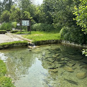 Native Fish Pond at Wildpark Poing