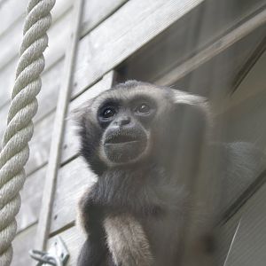 Pileated Gibbon- Lae (m)- 11/4/2024