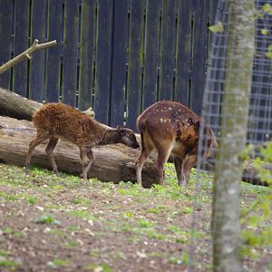Philippine Spotted Deer mother and calf- Autumn and Flynn- 11/4/2024