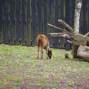 Philippine Spotted Deer calf- Flynn- 11/4/2024