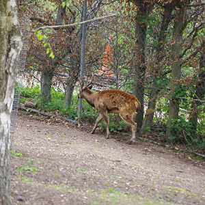 Male Philippine Spotted Deer- 11/4/2024