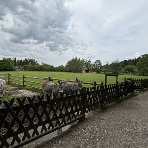 Cattle Enclosure (as seen from the Donkey Enclosure) at Wildpark Poing
