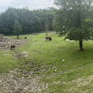 Wisent Enclosure at Wildpark Poing