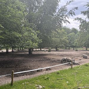 Miniature Pig Enclosure at Wildpark Poing