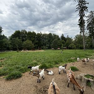 Goat Enclosure at Wildpark Poing
