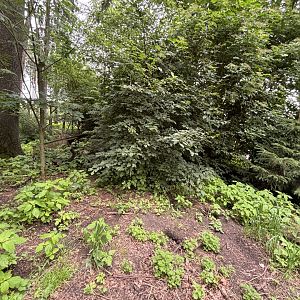 Inside the Red Fox/European Badger Enclosure at Wildpark Poing