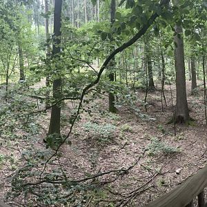 Lynx Enclosure at Wildpark Poing