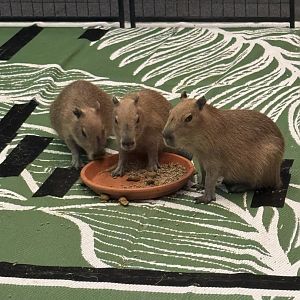 Capybara calves from Amazing Animals Inc