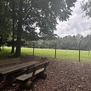 Red Deer Pasture at Wildpark Poing