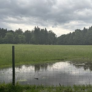 Red Deer Pasture as seen from the Outside Perimeter of Wildpark Poing