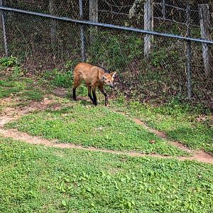 Maned Wolf at the Greensboro Science Center