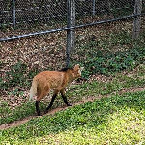Maned Wolf at the Greensboro Science Center